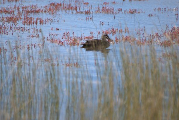 基于高光譜相機系統數據的赤潮檢測方法