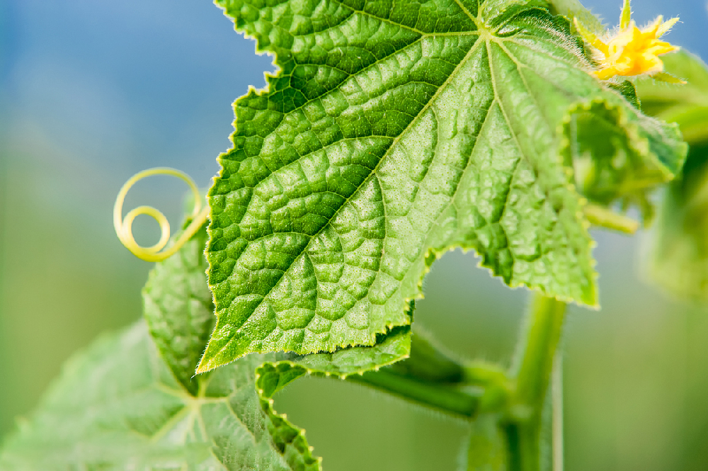 基于高光譜工成像的黃瓜葉內葉綠素分布的無損檢測