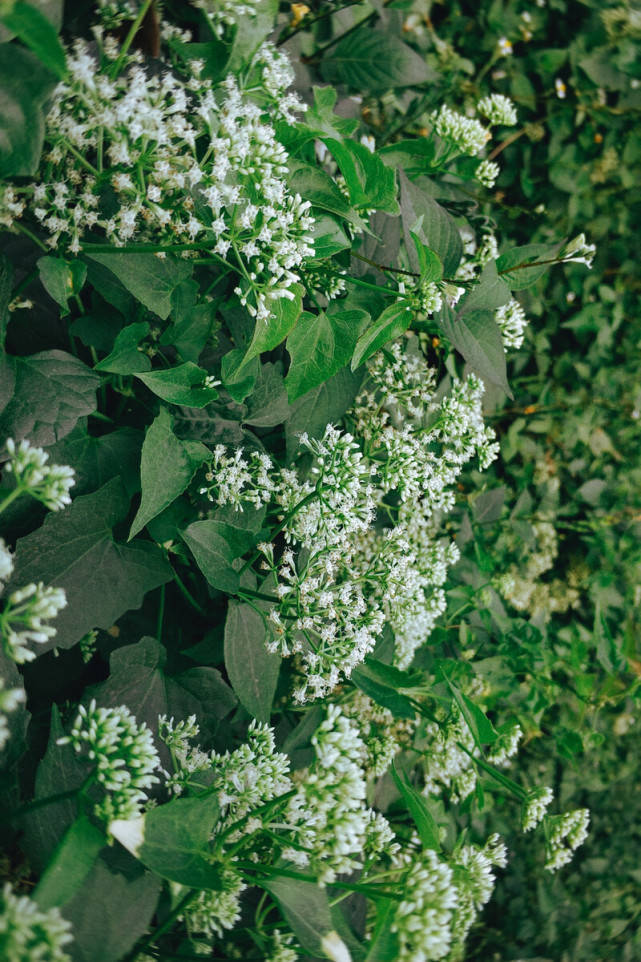 基于高光譜成像的不同花期薇甘菊特征分析及監測模型研究