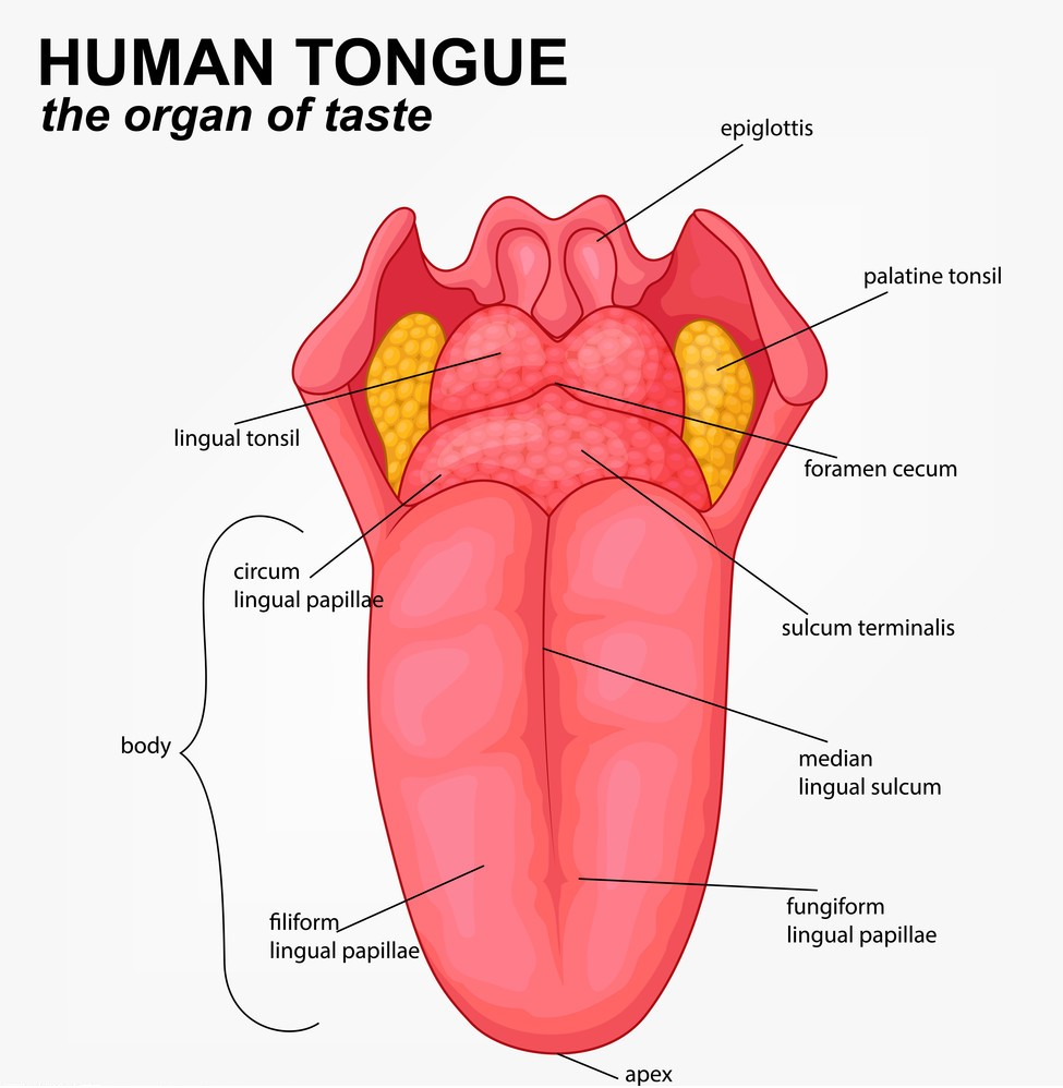 高光譜成像系統在中醫舌診中的應用研究