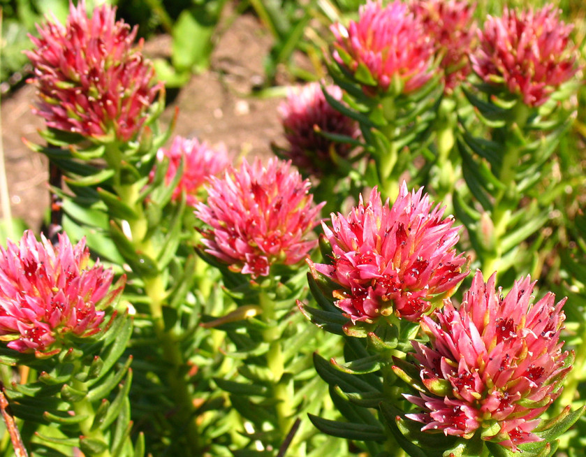 基于高光譜相機成像技術的紅景天品種神經網絡模式識別方法