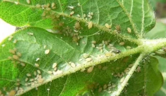 基于高光譜成像的棉蚜危害監測方法研究與應用