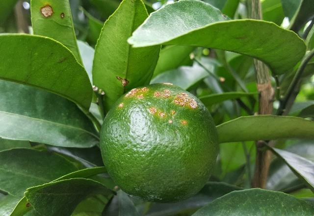 基于高光譜相機成像技術檢測臍橙潰瘍