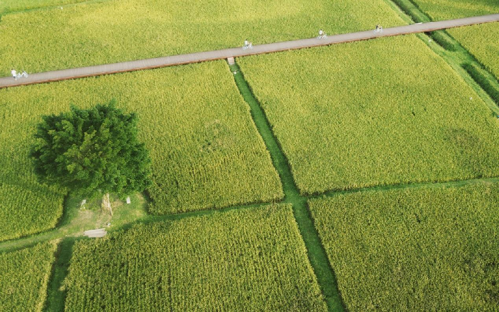 無人機高光譜在農業領域的應用及優勢