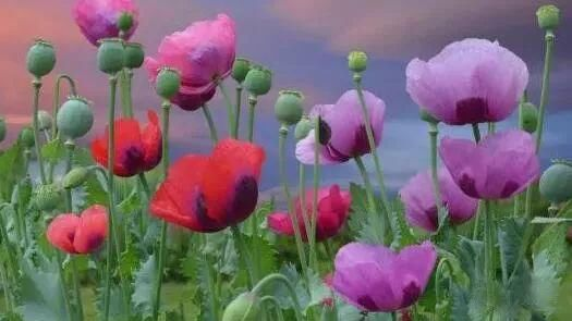 無(wú)人機(jī)機(jī)載高光譜協(xié)助公安偵查違法種植罌粟