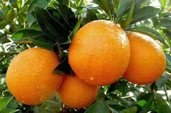 基于高光譜成像技術(shù)的臍橙表面農(nóng)藥濃度檢測