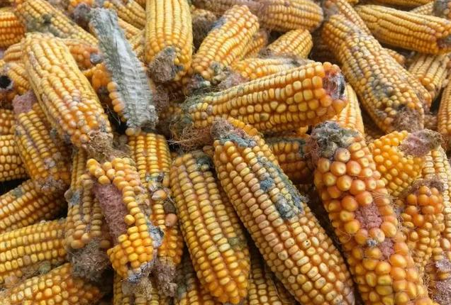 高光譜相機如何檢測糧食霉變？