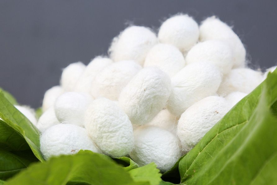 高光譜相機(jī)在蠶繭質(zhì)量檢測方面的應(yīng)用