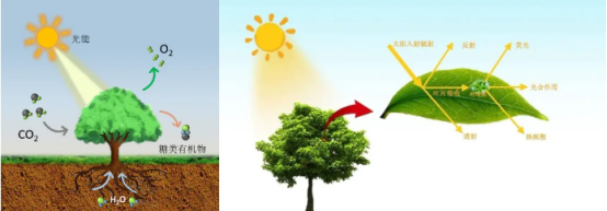 關(guān)于日光誘導(dǎo)葉綠素?zé)晒馐€問答