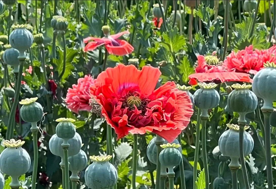 罌粟識別高光譜相機哪家強？