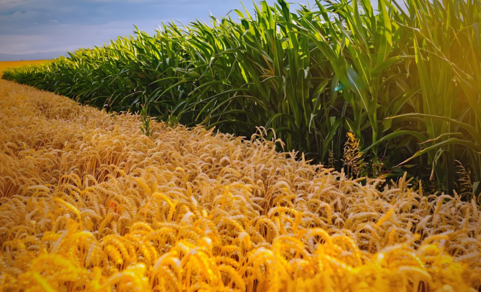 作物產量預測高光譜相機哪家好？