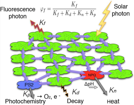 從機理到應用：高光譜遙感技術在太陽誘導葉綠素熒光（SIF）測量中的前沿進展